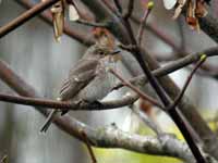 Gobemouche gris Muscicapa striata