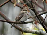 Gobemouche gris Muscicapa striata