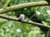 Gobemouche gris Muscicapa striata