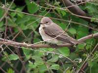 Gobemouche gris Muscicapa striata