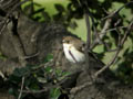 Gobemouche noir Ficedula hypoleuca