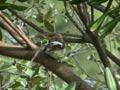 Gobemouche noir Ficedula hypoleuca