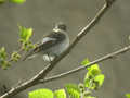 Gobemouche noir Ficedula hypoleuca