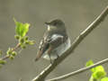 Gobemouche noir Ficedula hypoleuca