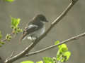 Gobemouche noir Ficedula hypoleuca