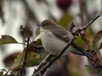 Gobemouche noir Ficedula hypoleuca