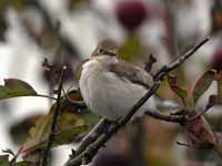 Gobemouche noir Ficedula hypoleuca