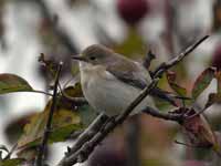 Gobemouche noir Ficedula hypoleuca