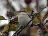 Gobemouche noir Ficedula hypoleuca