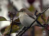 Gobemouche noir Ficedula hypoleuca