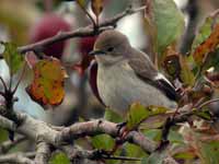 Gobemouche noir Ficedula hypoleuca