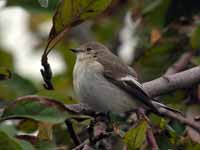 Gobemouche noir Ficedula hypoleuca