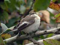 Gobemouche noir Ficedula hypoleuca