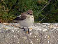 Gobemouche noir Ficedula hypoleuca