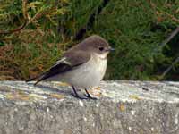 Gobemouche noir Ficedula hypoleuca