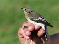 Gobemouche noir Ficedula hypoleuca