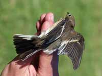 Gobemouche noir Ficedula hypoleuca