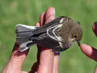 Gobemouche noir Ficedula hypoleuca