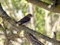 Gobemouche noir Ficedula hypoleuca