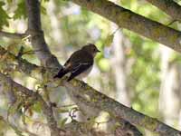 Gobemouche noir Ficedula hypoleuca