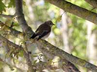 Gobemouche noir Ficedula hypoleuca