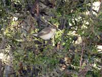 Gobemouche noir Ficedula hypoleuca