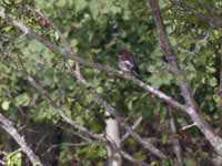 Gobemouche noir Ficedula hypoleuca