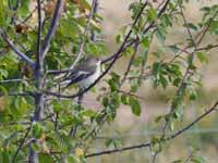 Gobemouche noir Ficedula hypoleuca