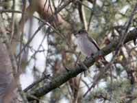 Gobemouche noir Ficedula hypoleuca