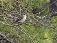 Gobemouche noir Ficedula hypoleuca