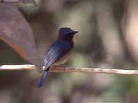 Gobemouche du Yunnan Cyornis glaucicomans