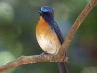 Gobemouche du Yunnan Cyornis glaucicomans