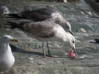 Goéland pontique Larus cachinnans