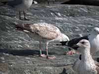 Goéland pontique Larus cachinnans