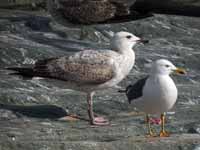 Goéland pontique Larus cachinnans