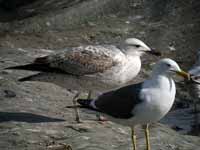 Goéland pontique Larus cachinnans