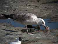 Goéland pontique Larus cachinnans