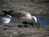 Goéland pontique Larus cachinnans