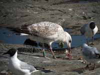 Goéland pontique Larus cachinnans