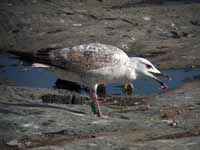 Goéland pontique Larus cachinnans