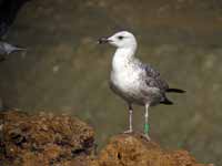 Goéland pontique Larus cachinnans