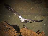 Goéland pontique Larus cachinnans