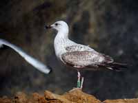 Goéland pontique Larus cachinnans