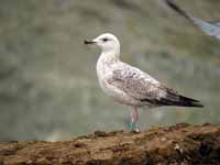 Goéland pontique Larus cachinnans