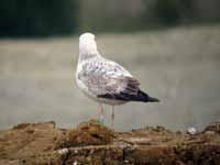 Goéland pontique Larus cachinnans