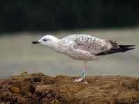 Goéland pontique Larus cachinnans