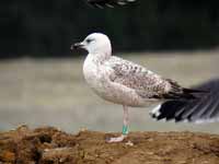 Goéland pontique Larus cachinnans