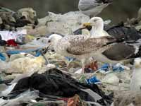 Goéland pontique Larus cachinnans