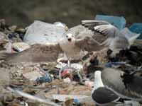 Goéland pontique Larus cachinnans