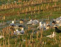 Goéland à ailes blanches Larus glaucoides